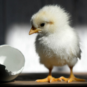 Сколько в яйце белка