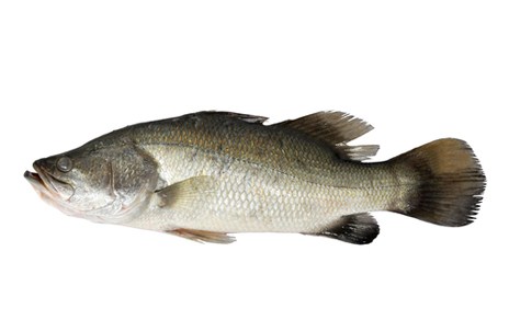 Изображение материала